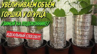 ИДЕАЛЬНЫЙ СПОСОБ УВЕЛИЧЕНИЯ ОБЪЁМА ЗЕМЛИ В ГОРШКАХ БЕЗ ПЕРЕСАДКИ/Огурцы зимой на подоконнике.