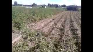 Результат скашивания картофельной ботвы самодельным триммером (result mowing potato tops)