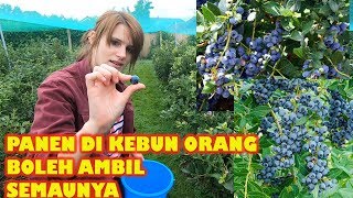 PANEN BLUEBERRY SEPUASNYA BARENG MERTUA DI LADANG ORANG