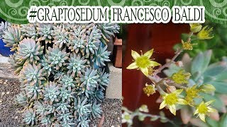 #Suculentadodia! | Graptosedum Francesco Baldi