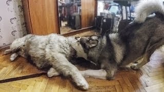 Кавказская овчарка против маламута и хаски в квартире / Sheepdog against Husky
