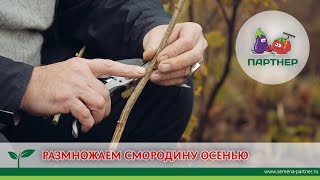 РАЗМНОЖАЕМ СМОРОДИНУ ОСЕНЬЮ