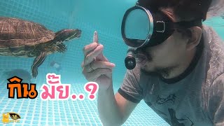 ดำน้ำให้อาหารเต่าญี่ปุ่น Diving Feeding Turtles.