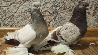 БОЙНЫЕ ГОЛУБИ КАЗАХСТАНА ДОСТОЙНЫЕ ВНИМАНИЯ