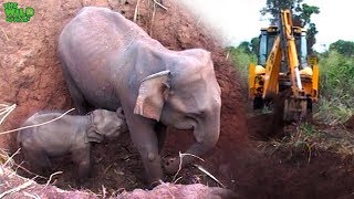 Baby and elephant mother saved from a pit by real life heroes