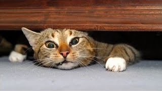 동물을 웃지 말고 ? 웃긴 고양이 동영상 2019