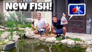 SURPRISING Paul With MASSIVE Goldfish!!