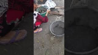 Kerang Batu (Tiram) Made In Barru Sulawesi Selatan