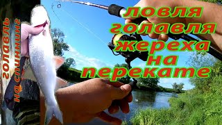Ловля голавля, жереха на перекате спиннингом. Рыбалка на малой реке.
