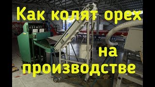 Как раскалывают грецкий орех на производстве? Обзор орехокола Эталон. Walnut cracking machine..