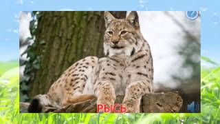 дикие животные видео для детей смотреть бесплатно