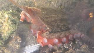 魚を抱え込むようにして食べるタコ。Octopus eating like holding a fish. Japanese saltwater fish breeding video.