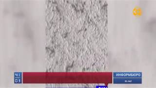 Қызыл құмырсқалар күн көрсетпей жатыр