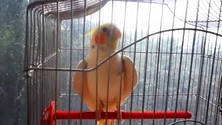 Корелла говорит. Корелла Тимошка