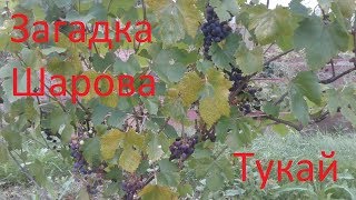 Мой виноград. Загадка Шарова, тукай, продюссер