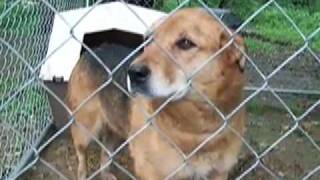Two Dogs Rescued from Chains & Pens in Somerset County, PA during the Dog-a-Day Summer Challenge