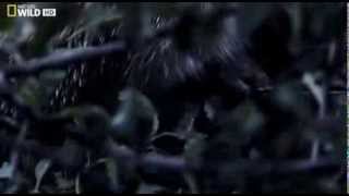 National Geographic. Тайная жизнь хищников. На виду. 1 серия (в HD)