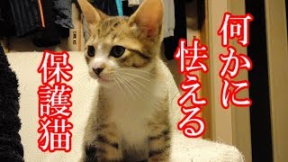 かわいい子猫が突然お家にやってきた－その時、先住猫達は・・・？！6日目－kitten came to our house 7