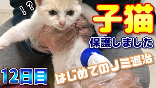 真っ白な子猫♀を保護しました【１２日目】 - はじめてのノミ退治(フロントライン)