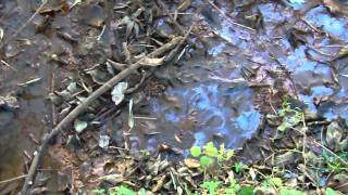 Александрия-БЛИГ завод разливающий бодяжную водку