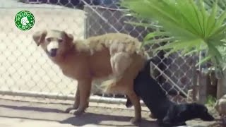 Animal matings video-Amazing Dogs mating hard-Mussic Animal mating max volume