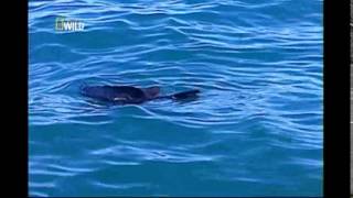 O Tubarão Branco e Crocodilo - Documetario Ataque Animal