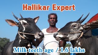 Hallikar expert Narayanaswamy in Ghati Jatre