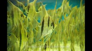 Taiwan 2010 : Altum Angelfish Breeding Facility : Pterophyllum altum : 埃及神仙 : HD quality