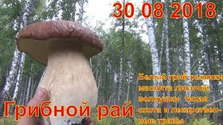 Грибной рай 30 08 2018 Белый гриб рыжики маслята лисички волнушки  тихая охота и лекарственные травы