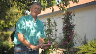 How to Replant Clematis : Garden Savvy