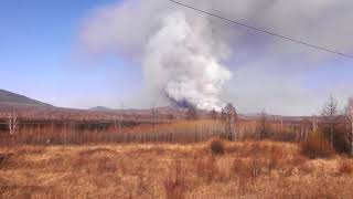 Крупный пожар в Могочинском районе (видео очевидца)