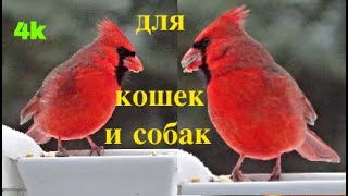 Разноцветные птицы для кошек и собаки в 4К