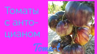 Томаты с антоцианом