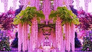 Декоративные  деревья, кустарники, лианы.  Ornamental  trees, shrubs, vines. Plant a tree today!