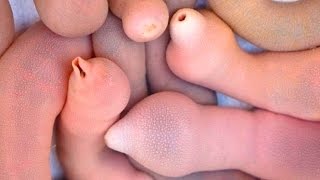 ТЕСТ НА ПСИХИКУ НЕ СМЕЙСЯ ЧЕЛЛЕНДЖ #2 | ПРИКОЛЫ 2017 ЛУЧШИЕ ЯНВАРЬ | Лучшая Подборка Приколов