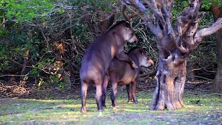 Wild Tapirs Mating - Rio Mutum, Pantanal, Brazil