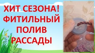 ХИТ СЕЗОНА! ФИТИЛЬНЫЙ ПОЛИВ РАССАДЫ! Как выращивать рассаду.