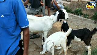 Lihat lihat harga kambing paketan, bakalan dan indukan di pasar wage