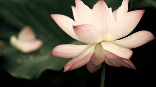 靜心念佛,四字四音阿彌陀佛聖號(男聲)Amitabha Buddha chant(slow vers