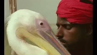 The Pelican of Ramzan the Red - The Lords of the Animals