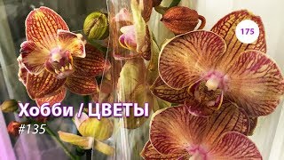 175#135/ Хобби-Цветы / 06.2019 - ЛЕРУА МЕРЛЕН (ТК ТРОЙКА). ОБЗОР