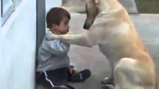 Perro Cuida al Niño - Impactante Video De Amor
