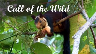 Call of the Wild - Promotional video Western Ghats, Kerala