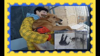 Спасение животных от гибели продолжается/Rescue animals from death continues
