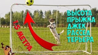 ВЫСОТА ПРЫЖКА ДЖЕК РАССЕЛ ТЕРЬЕРА SLOW MOTION | HEIGHT OF THE JUMP OF THE JACK RUSSELL TERRIER