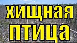 Скопа хищная птица орёл рыболов