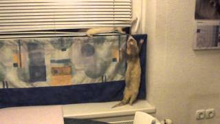 Naughty ferrets