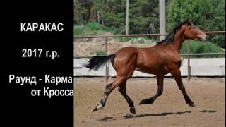 Орловские жеребчики Морозко от Задора и Молки (от Колорита) и Каракас от Раунда и Кармы (от Кросса)