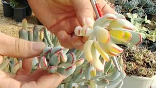 다육이 재테크 망했어요!!! 적심하는 꿀팁 대방출! (ft.원종방울복랑금)- 경산다육 succulent 多肉植物