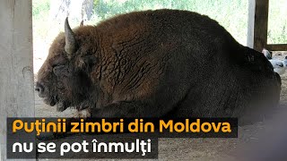 Zimbrul – un „brand” de țară care riscă să dispară